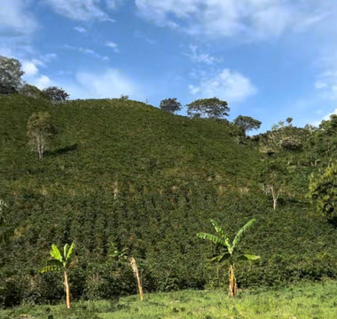 August's single origin: Timaná, Colombia