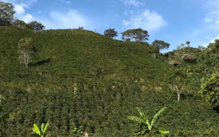 August's single origin: Timaná, Colombia